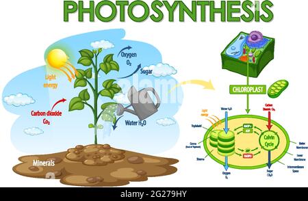 Diagram showing process of photosynthesis in plant illustration Stock Vector