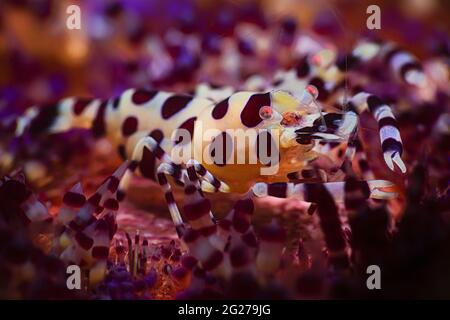 Coleman shrimp (Periclimenes colemani) sitting on top of a variable fire urchin, Philippines. Stock Photo