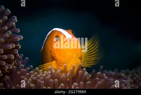 Orange skunk clownfish (Amphiprion sandaracinos) hovers above sea anemone, Philippines. Stock Photo