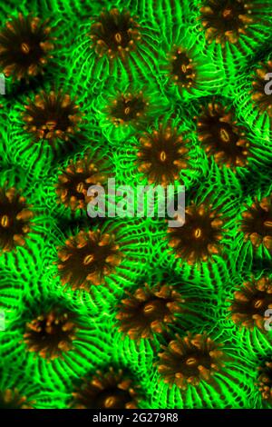Bright green fluorescent star coral (Montastraea) at night in Turks and Caicos. Stock Photo