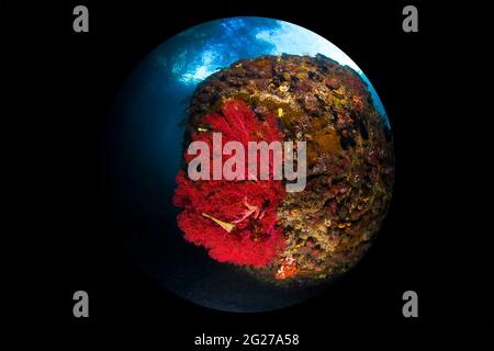 Large boulder with massive red gorgonian sea fan in Raja Ampat, Indonesia. Stock Photo