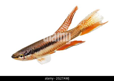 Lagos Red Killifish aquarium fish Killi Aphyosemion bitaeniatum Stock Photo