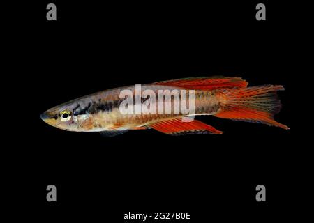 Lagos Red Killifish aquarium fish Killi Aphyosemion bitaeniatum Stock Photo