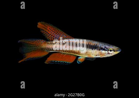 Lagos Red Killifish aquarium fish Killi Aphyosemion bitaeniatum Stock Photo