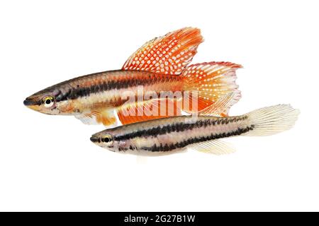 Lagos Red Killifish aquarium fish Killi Aphyosemion bitaeniatum Stock Photo