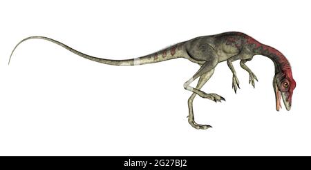 Compsognathus dinosaur roaring, isolated on white background. Stock Photo