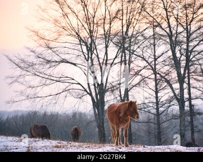 Dosanko Horse at Dawn Stock Photo