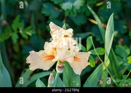 'Edward of Windsor' Tall Bearded Iris, Tyskiris (Iris germanica) Stock Photo