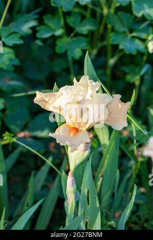 'Edward of Windsor' Tall Bearded Iris, Tyskiris (Iris germanica) Stock Photo