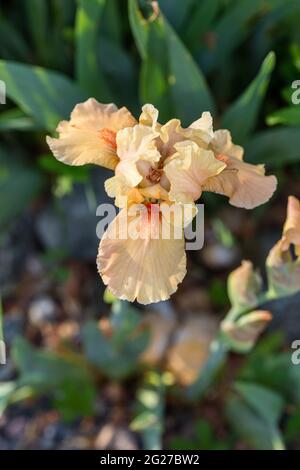 'Edward of Windsor' Tall Bearded Iris, Tyskiris (Iris germanica) Stock Photo