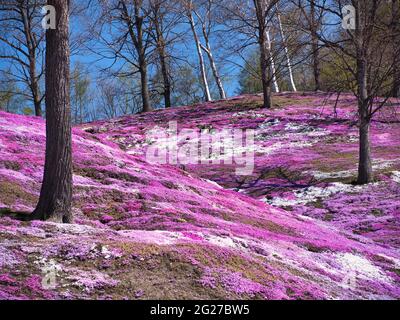 Higashimokoto Shibazakura Park, Hokkaido, Japan Stock Photo