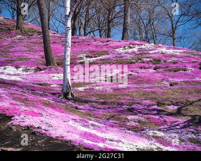 Higashimokoto Shibazakura Park, Hokkaido, Japan Stock Photo