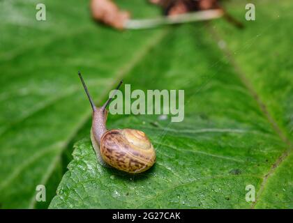 The journey of a curious Wood Snail on a tree leaf Stock Photo