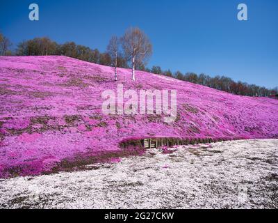 Higashimokoto Shibazakura Park, Hokkaido, Japan Stock Photo