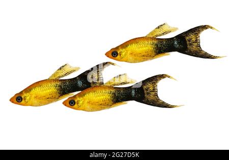 Golden black Lyretail Molly Poecilia latipinna aquarium fish Stock Photo