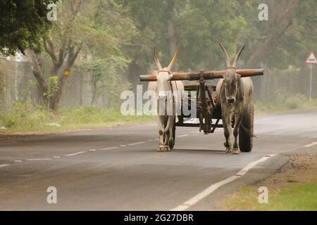 Bullock cart in Indian village road Stock Photo