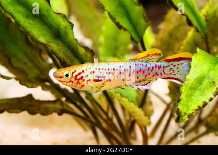 Blue Lyretail Killi Fish killifish Fundulopanchax gardneri Aquarium fish Stock Photo