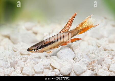 Lagos Red Killifish aquarium fish Killi Aphyosemion bitaeniatum Stock Photo