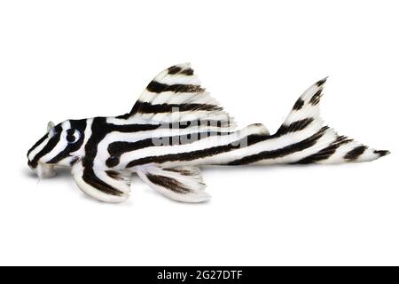 Zebra Pleco L-046 Hypancistrus zebra Plecostomus aquarium fish Stock Photo