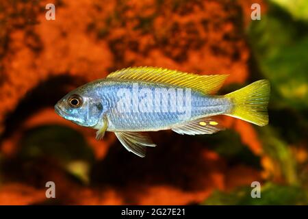 Yellow-tail Acei Cichlid Pseudotropheus aquarium fish Stock Photo