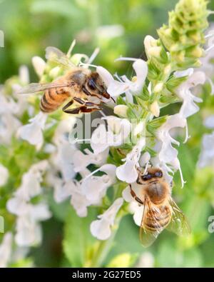 Two Honey bees (Apis mellifera) forage for nectar and pollen on the delicate white flowers of salvia. Closeup. Copy space. Stock Photo