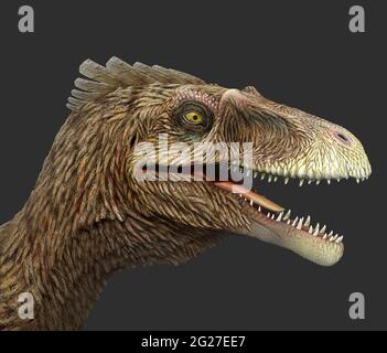 Dakotaraptor portrait on gray background. Stock Photo