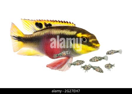 Breed Pulcher kribensis with swarm fry fish cichlid Aquarium fish Pelvicachromis pulcher Stock Photo