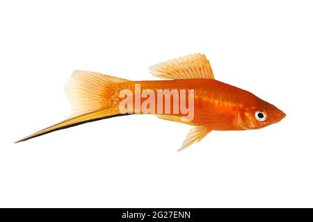 Red Swordtail Xiphophorus Helleri aquarium fish isolated on white Stock Photo