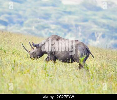 An endangered Black Rhinoceros crossing a grassy hill. Copy space. Nairobi National Park, Kenya. Stock Photo