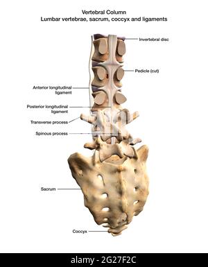 3D rendering showing posterior view of vertebral column with labels. Stock Photo