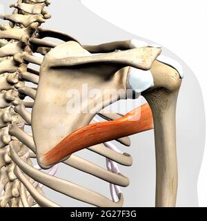 Teres major muscle isolated in posterior view on human skeletal anatomy. Stock Photo