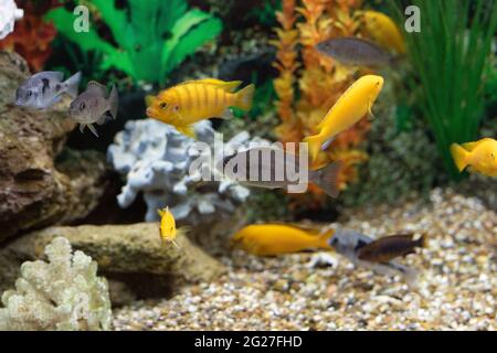 Group of Maylandia lombardoi, african fishes cichlids swimming in aquarium Stock Photo