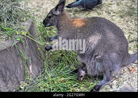 VINNYTSIA, UKRAINE - JUNE 8, 2021 - A wallaby doe carries a joey in the pouch at the Zoo Courtyard in the Mykola Leontovych Central Park of Culture an Stock Photo