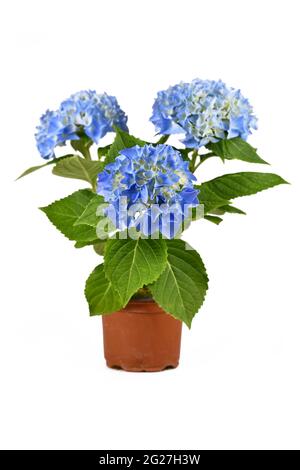 Potted Hydrangea plant with blue flowers isolated on white background Stock Photo