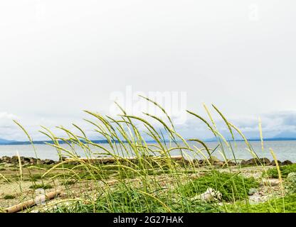 Wild beach grass blowing in the wind, driftwood, sand, green plants, island in the distance, and cloudy sky. Suitable for calendar. Stock Photo