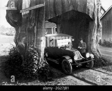 A vintage automobile parked in the tunnel of a hollow Washington red cedar, circa 1920. Stock Photo