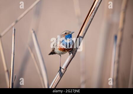 Little bluethroat male songbird in dry reeds on nature background Stock Photo