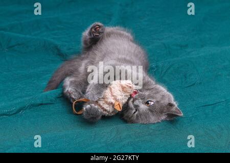 Little gray kitten plays with a toy mouse. Cat toys. Stock Photo