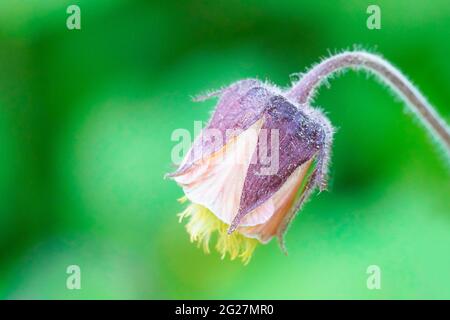 Flower of the brook avens close-up with a green natural background. Geum rivale Stock Photo