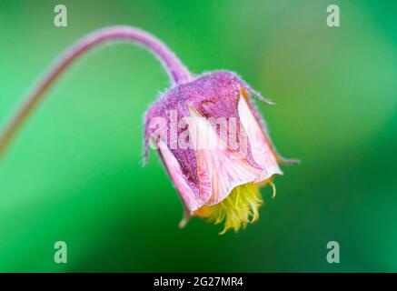 Flower of the brook avens close-up with a green natural background. Geum rivale Stock Photo