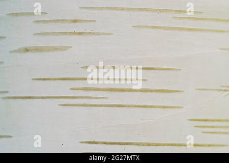 Close up of the birch bark. Stock Photo