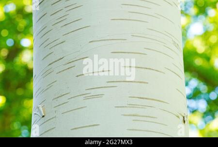 Close up of the birch bark. Stock Photo