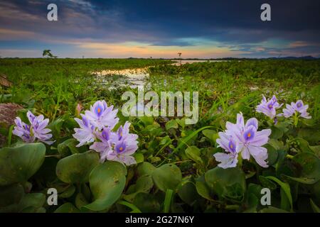 Beautiful lily flowers at the lakeside of Refugio de vida Silvestre Cienage las Macanas nature reserve, Herrera province, Republic of Panama. Stock Photo