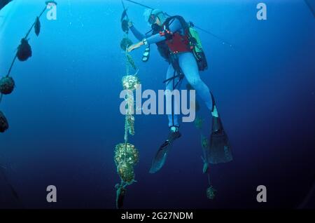 FRENCH POLYNESIA. TUAMOTU ISLANDS. THE CULTIVATION OF THE BLACK PEARL IN THE LAGOON OF NENGO NENGO. A DIVER INSPECTS THE MOTHER-OF-PEARLS Stock Photo