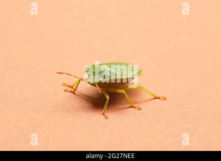 Close up of a green stink bug, Palomena prasina. Brown background. Detailed macro photography of insects. Stock Photo