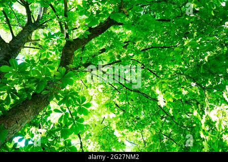 View from below into the treetop of an old chestnut tree. Green background from chestnut leaves. Stock Photo
