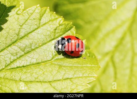 Red ladybug on a green leaf. Close-up insect in natural environment. Red beetle with black spots. Coccinellidae. Stock Photo
