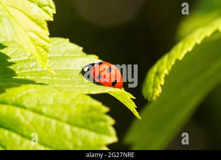 Red ladybug on a green leaf. Close-up insect in natural environment. Red beetle with black spots. Coccinellidae. Stock Photo