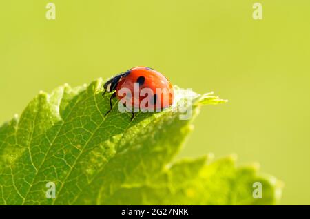 Red ladybug on a green leaf. Close-up insect in natural environment. Red beetle with black spots. Coccinellidae. Stock Photo