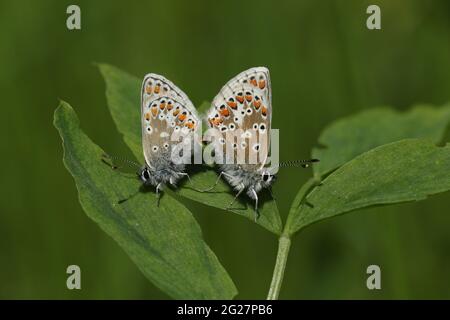 A mating pair of Brown Argus Butterfly, Aricia agestis, resting on a leaf. Stock Photo